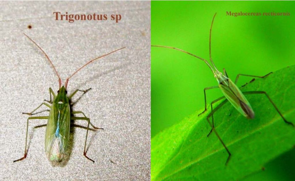 Miridae: Trigonotylus sp.